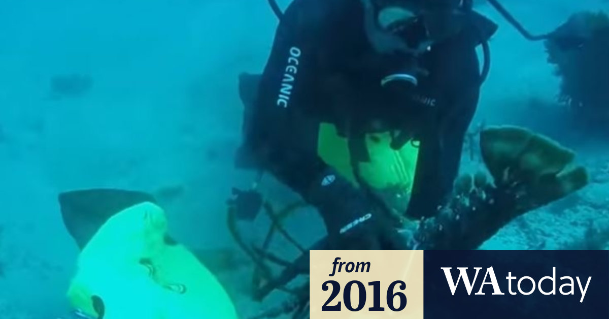 Crayfish bonanza for Bunbury fishers ahead of 'white run'